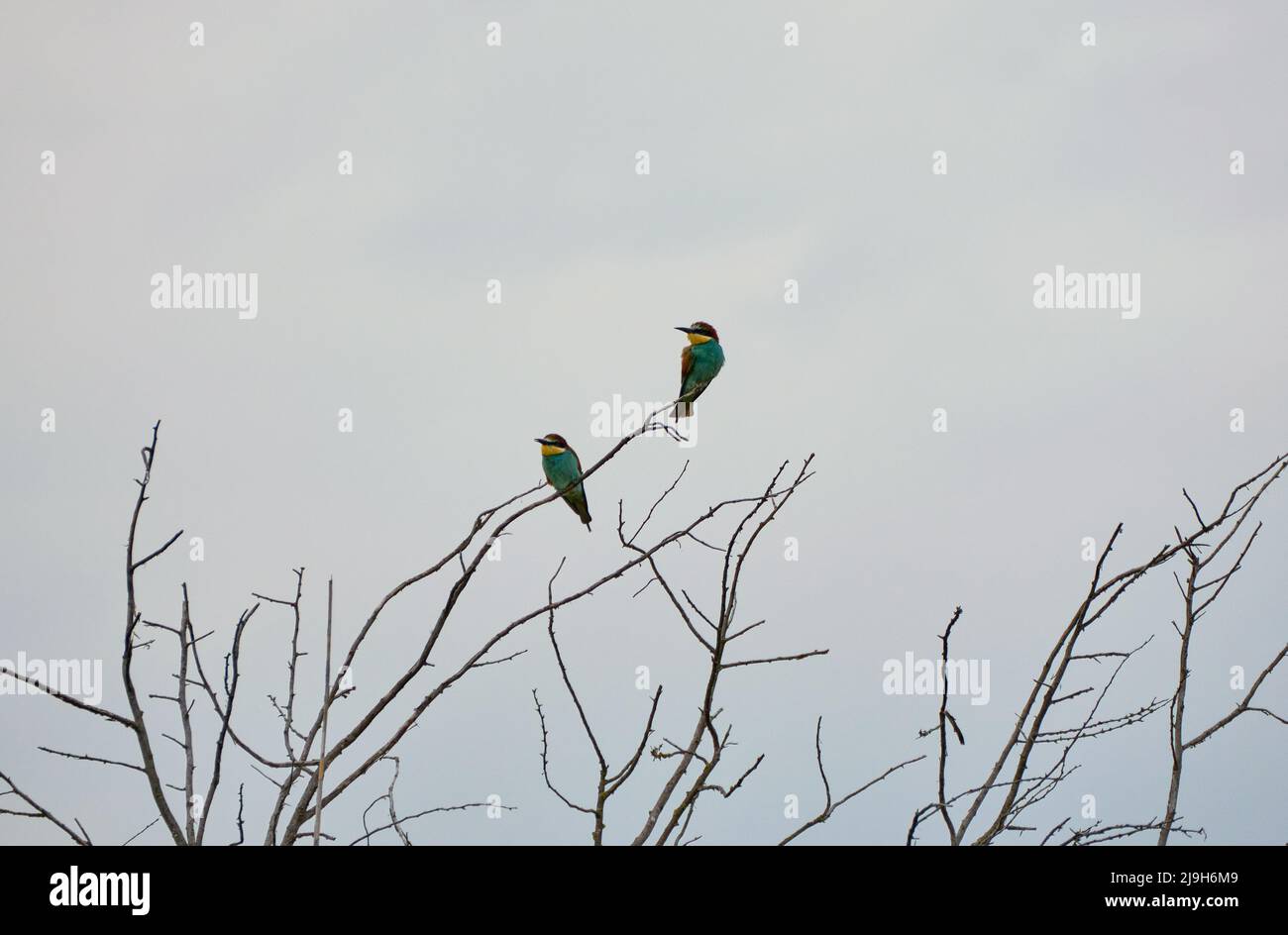 L'apisteo europeo delle api-eater Merops su una succursale Foto Stock