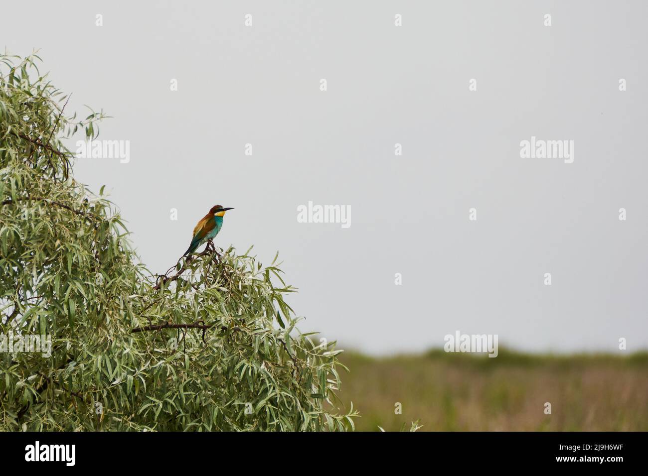 L'apicologio europeo Merops su un ramo con foglie Foto Stock