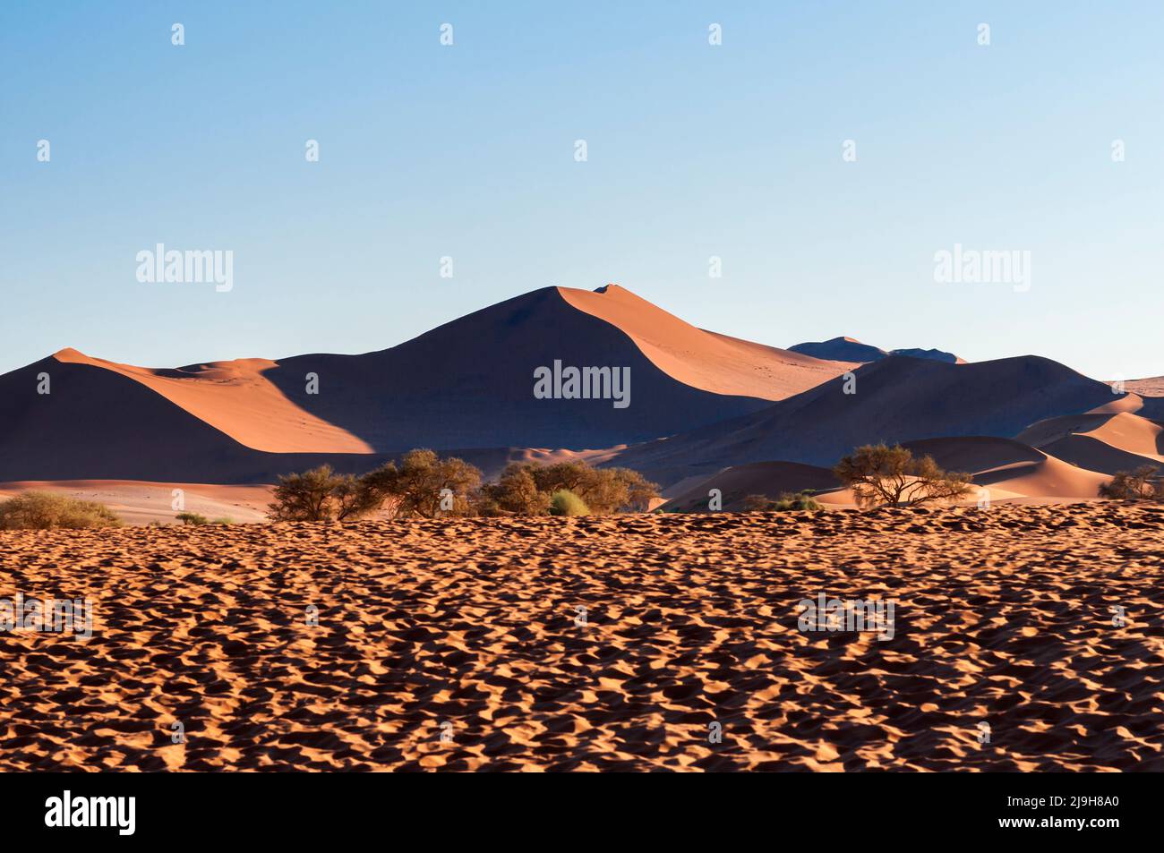 Dune e alberi di spine di cammello, Vachellia erioloba, nel deserto del Namib, Sossusvlei, Namibia, Africa. Foto Stock