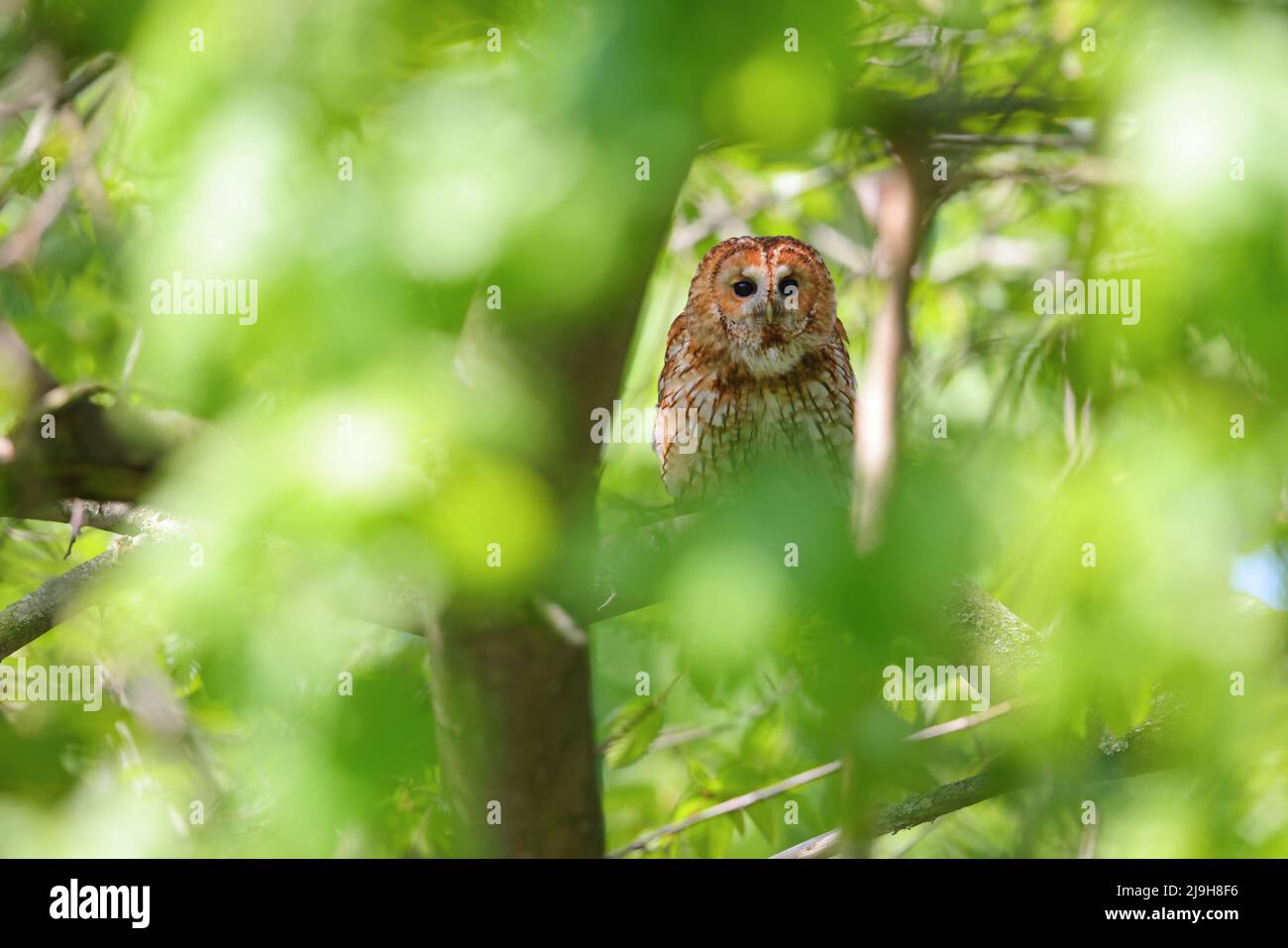 Un adulto Tawny Owl (Strix aluco) in primavera durante il giorno, Inghilterra orientale Foto Stock