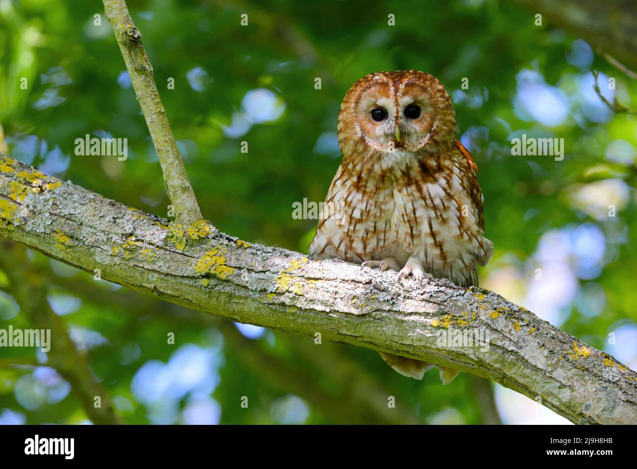 Un adulto Tawny Owl (Strix aluco) in primavera durante il giorno, Inghilterra orientale Foto Stock