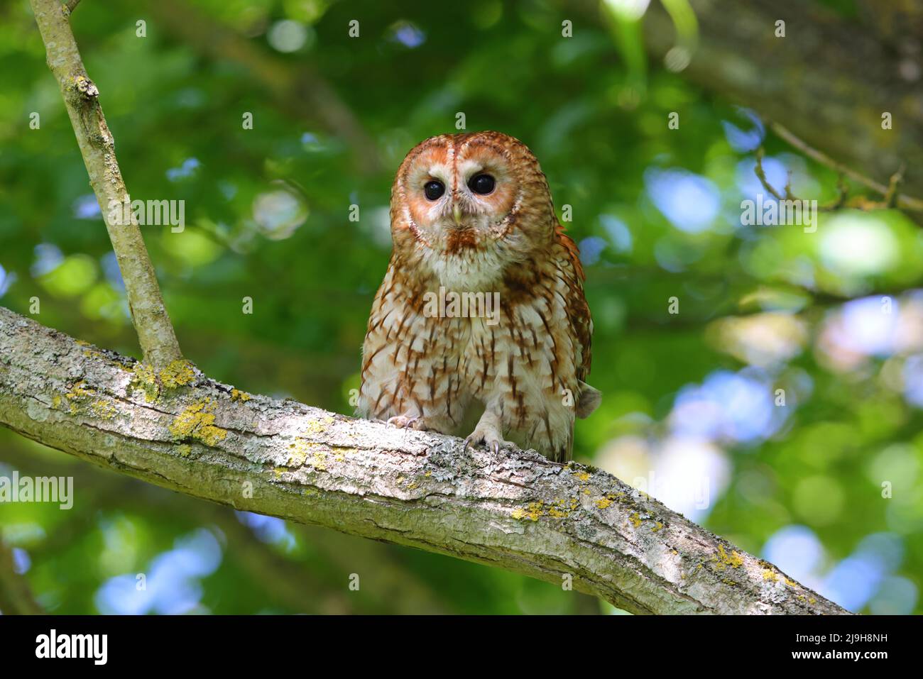 Un adulto Tawny Owl (Strix aluco) in primavera durante il giorno, Inghilterra orientale Foto Stock