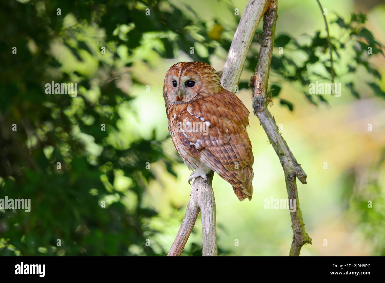 Un adulto Tawny Owl (Strix aluco) in primavera durante il giorno, Inghilterra orientale Foto Stock
