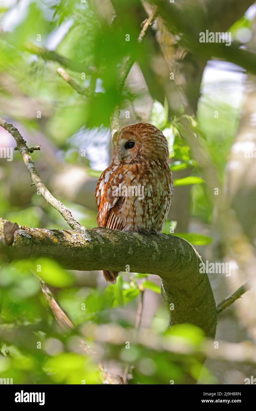Un adulto Tawny Owl (Strix aluco) in primavera durante il giorno, Inghilterra orientale Foto Stock