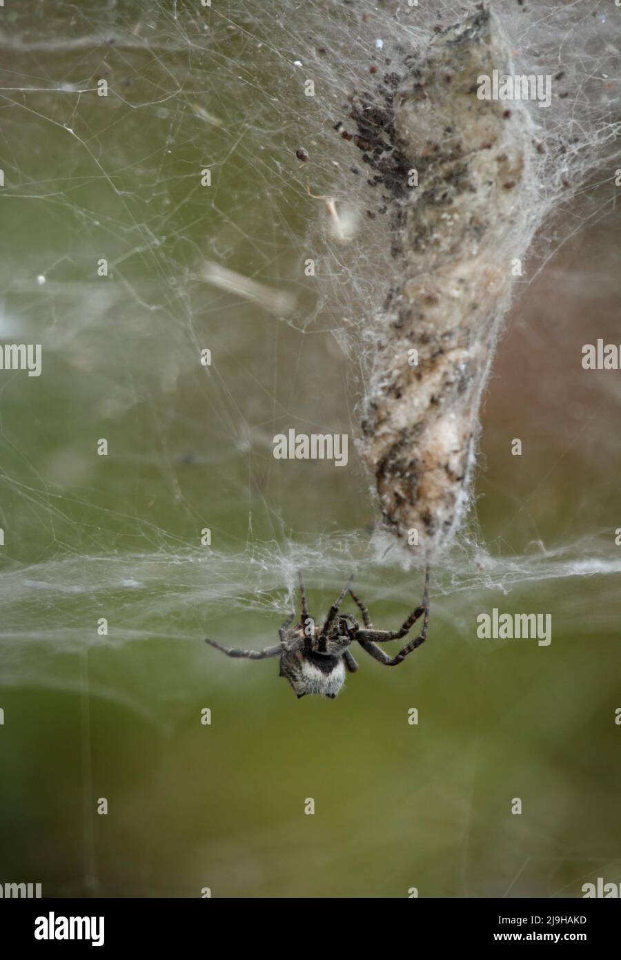 Citrtophora citricola. Ragno su una ragnatela con uova. Madeira, Portogallo Foto Stock