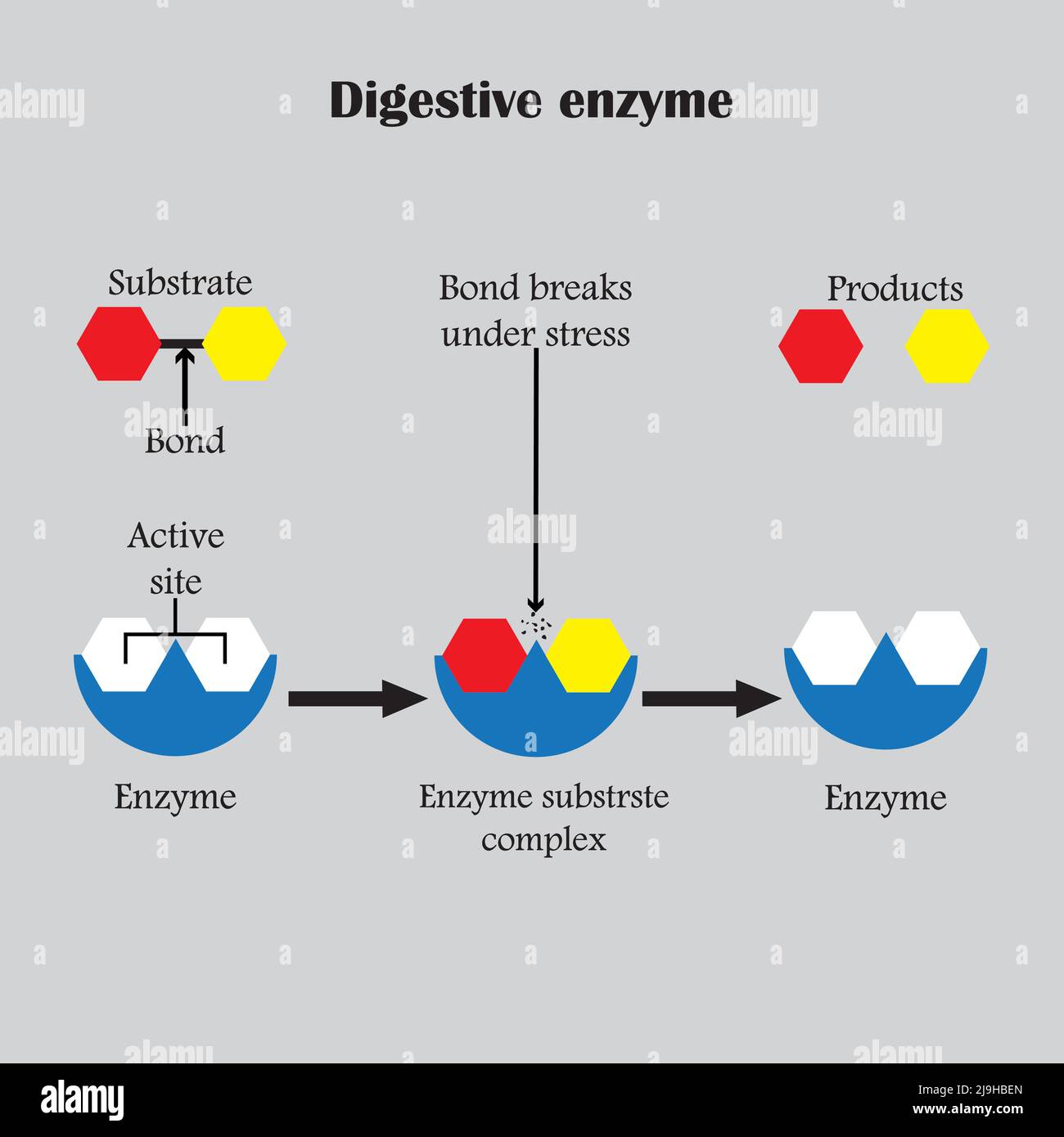 Enzimi che scomporre i composti alimentari nei loro blocchi di base, per facilitare il suo assorbimento nel corpo, e li chiamiamo enzimi digestivi. Illustrazione Vettoriale