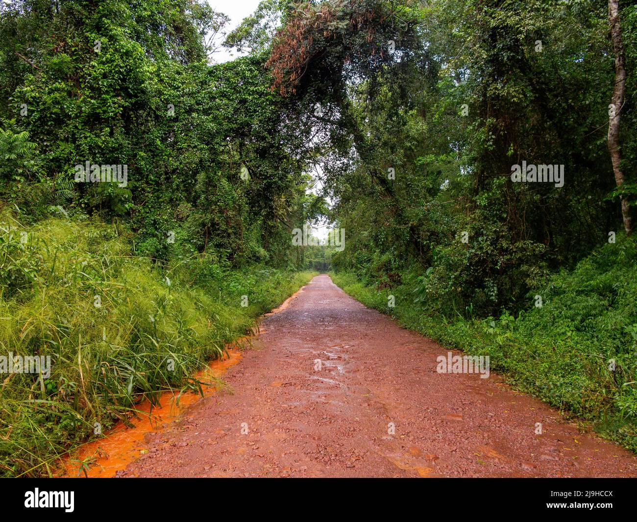 Strada sporca che attraversa il Parco Nazionale di Iguazu, Argentina Foto Stock