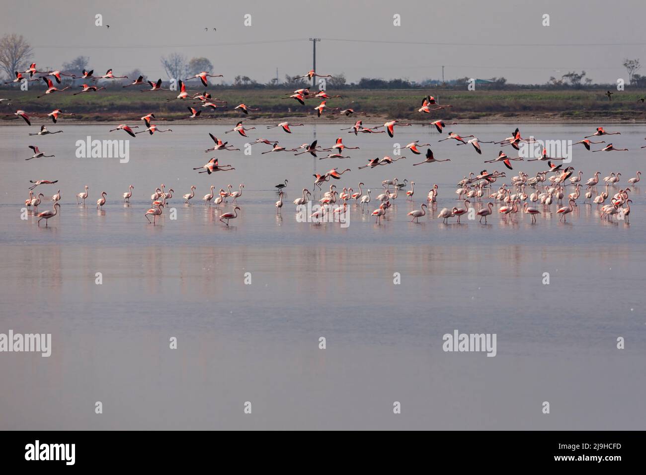 Gruppo di fenicotteri rosa e loro riflessi nella laguna di Kalochori, Grecia. Fauna selvatica scena animale dalla natura. Flamingo in volo Foto Stock