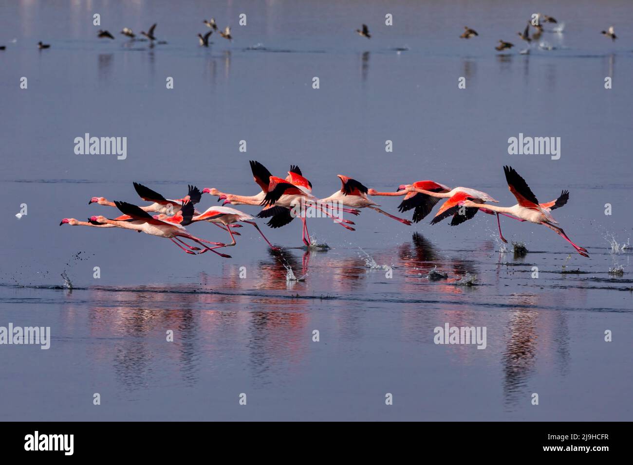 Gruppo di fenicotteri rosa e loro riflessi nella laguna di Kalochori, Grecia. Fauna selvatica scena animale dalla natura. Flamingo in volo Foto Stock