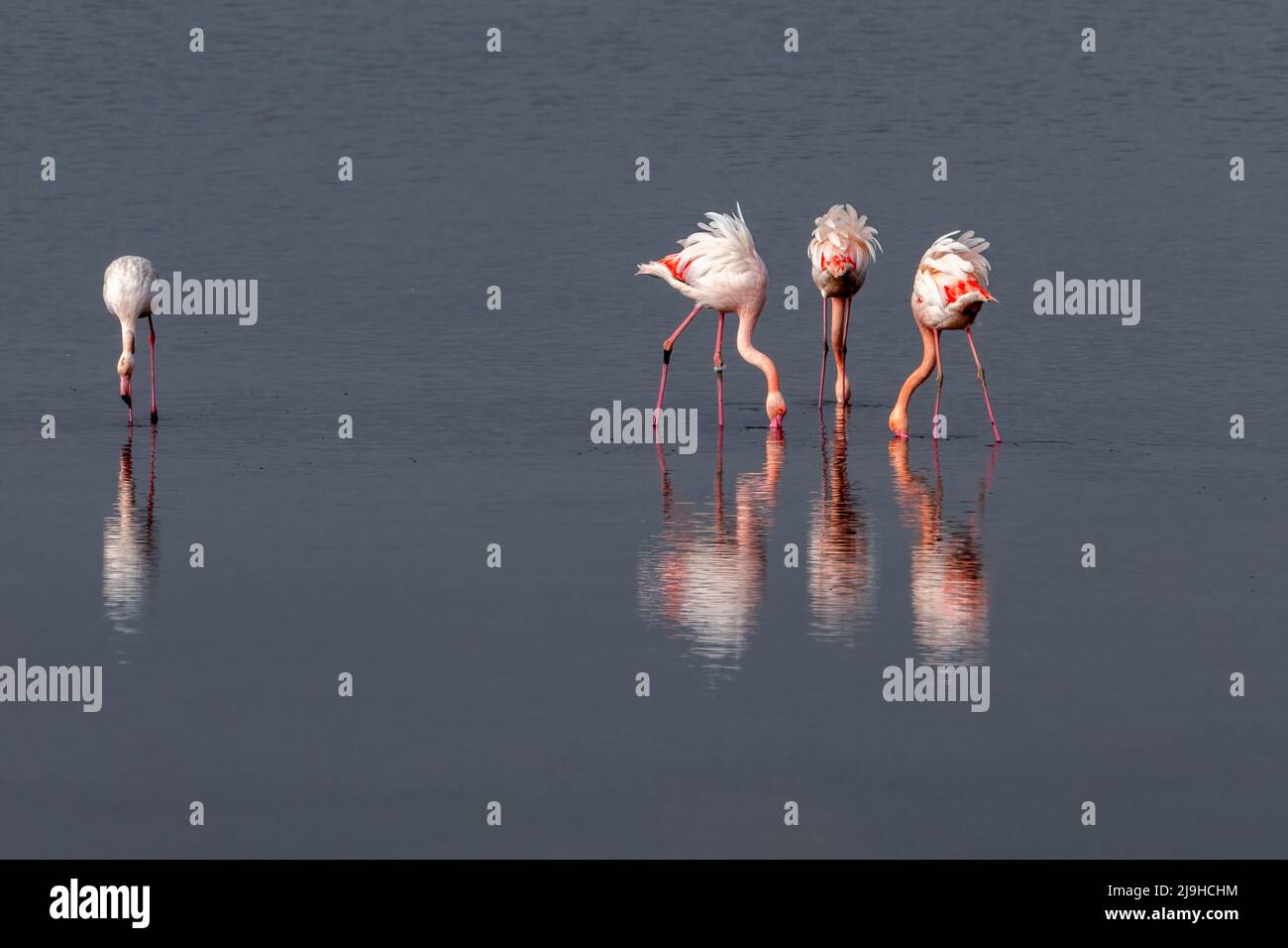 Gruppo di fenicotteri rosa e loro riflessi nella laguna di Kalochori, Grecia. Fauna selvatica scena animale dalla natura Foto Stock