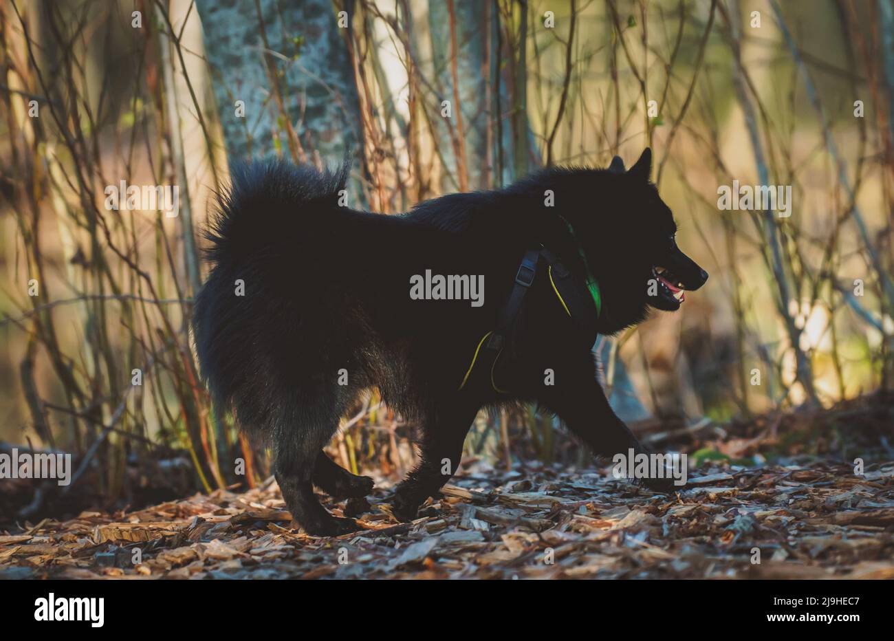 Schipperke cane passeggiate nel parco. Foto Stock