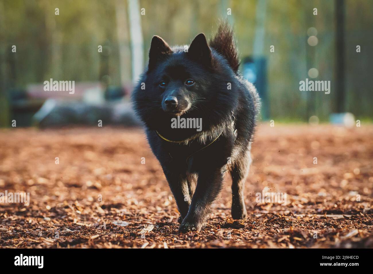 Schipperke cane passeggiate nel parco. Foto Stock