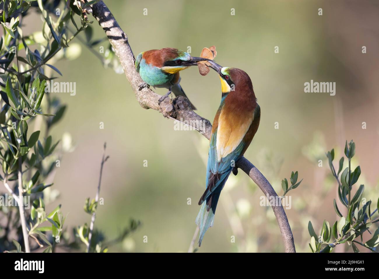 Un dono d'amore, i mangiatori d'ape, l'apiastro merops su un olivo. Foto Stock