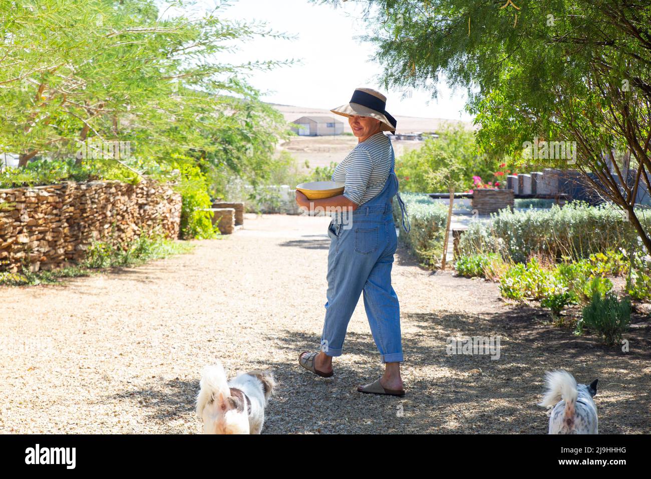 Donna che guarda cani da compagnia che camminano in giardino il giorno di sole Foto Stock