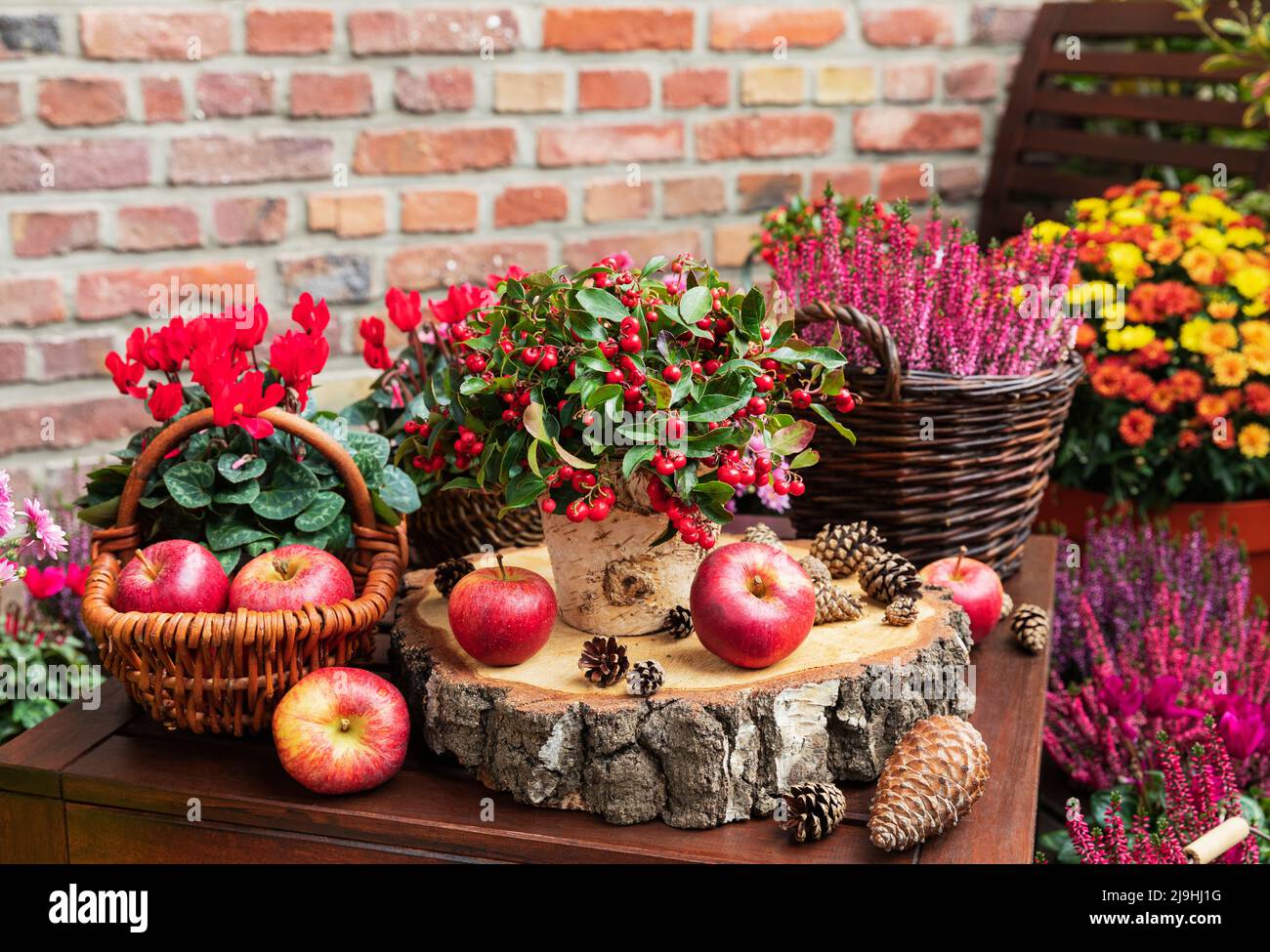 Disposizione balcone di vari fiori autunnali e invernali, mele e coni di pino Foto Stock