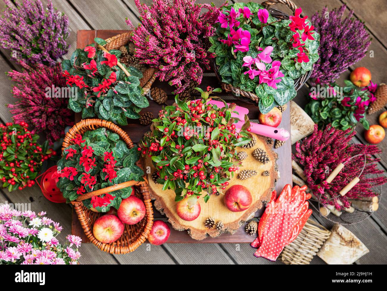 Sistemazione di vari fiori autunnali e invernali, mele e coni di pino Foto Stock