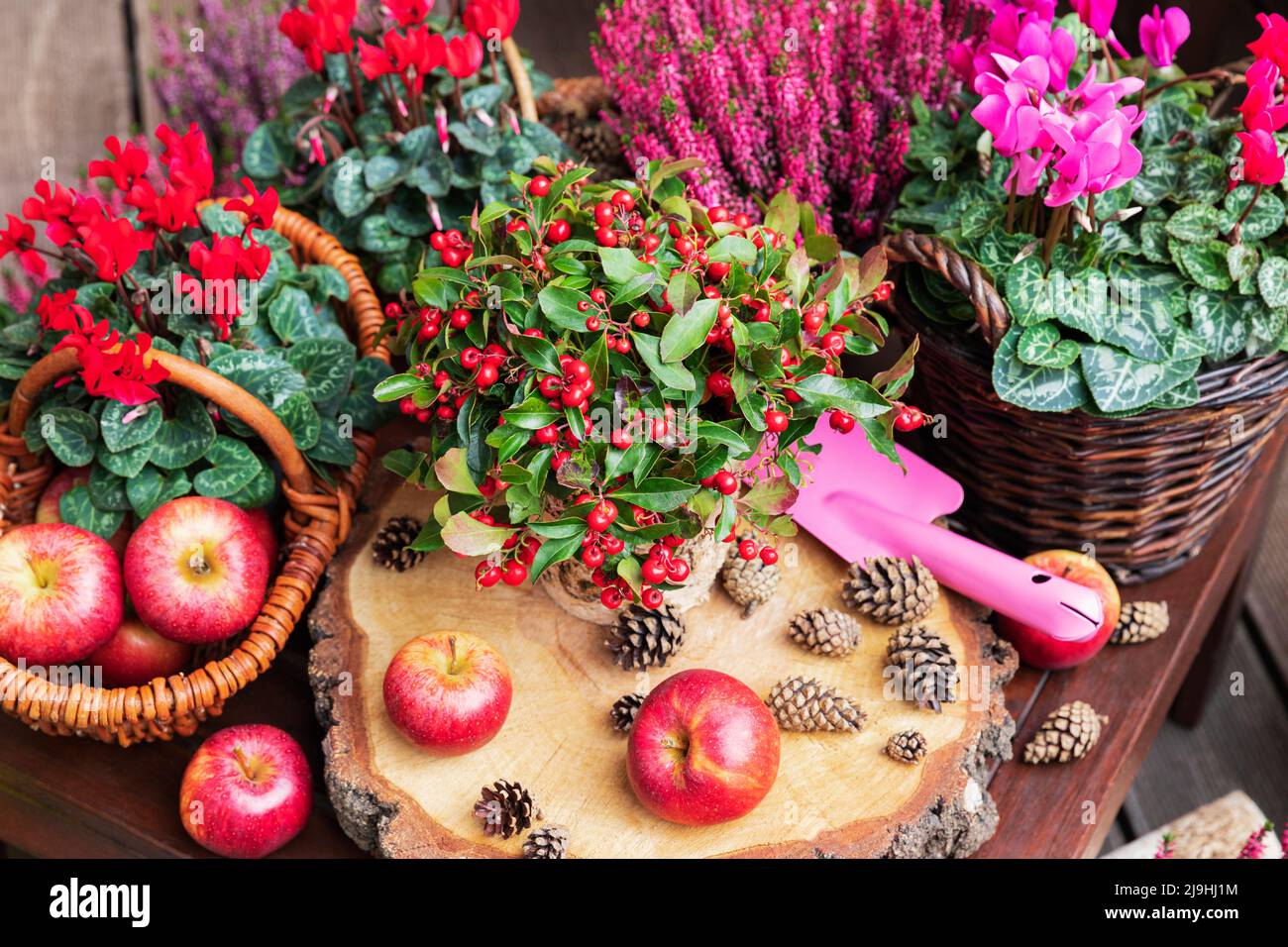 Sistemazione di vari fiori autunnali e invernali, mele e coni di pino Foto Stock