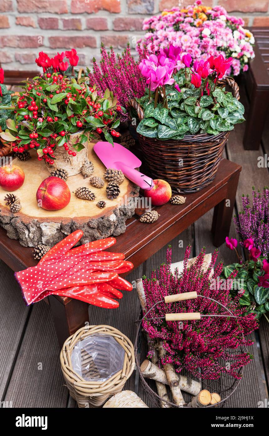 Disposizione balcone di vari fiori autunnali e invernali, mele e coni di pino Foto Stock