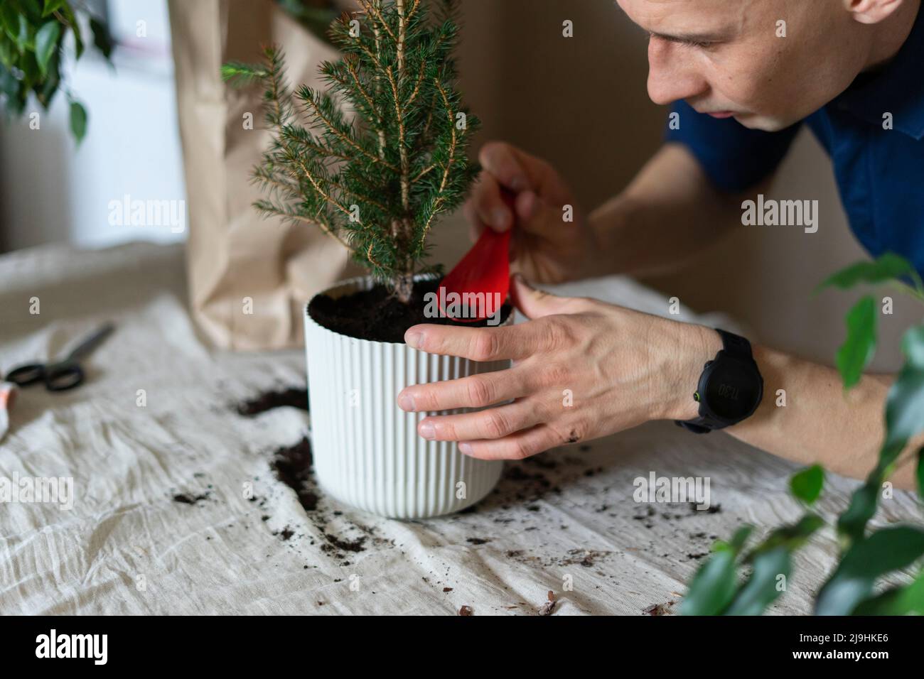 Uomo trapiantando albero di Natale a casa Foto Stock