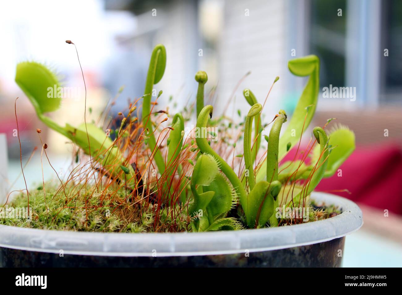 Grüne Venusfliegenfalle (Dionaea muscipula) mit Moos im Topf, Hessen, Deutschland. Foto Stock