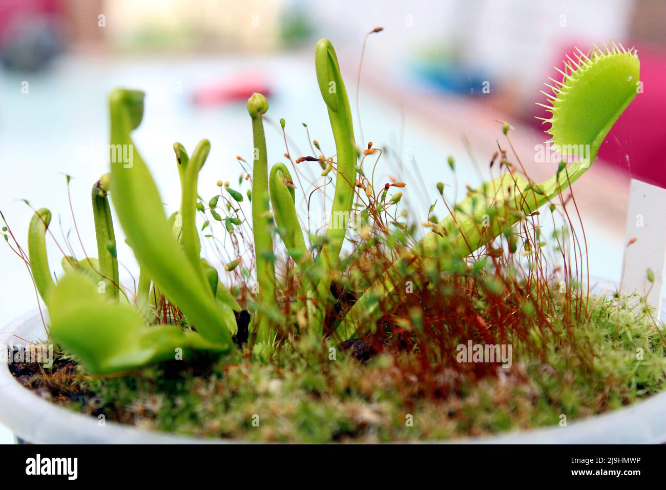 Grüne Venusfliegenfalle (Dionaea muscipula) mit Moos im Topf, Hessen, Deutschland. Foto Stock