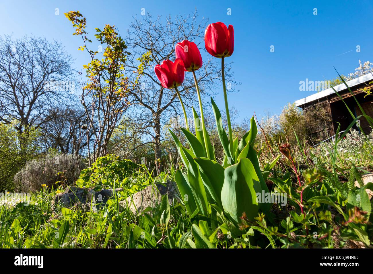 Tulipani rossi nel giardino comunale in giorno di sole Foto Stock