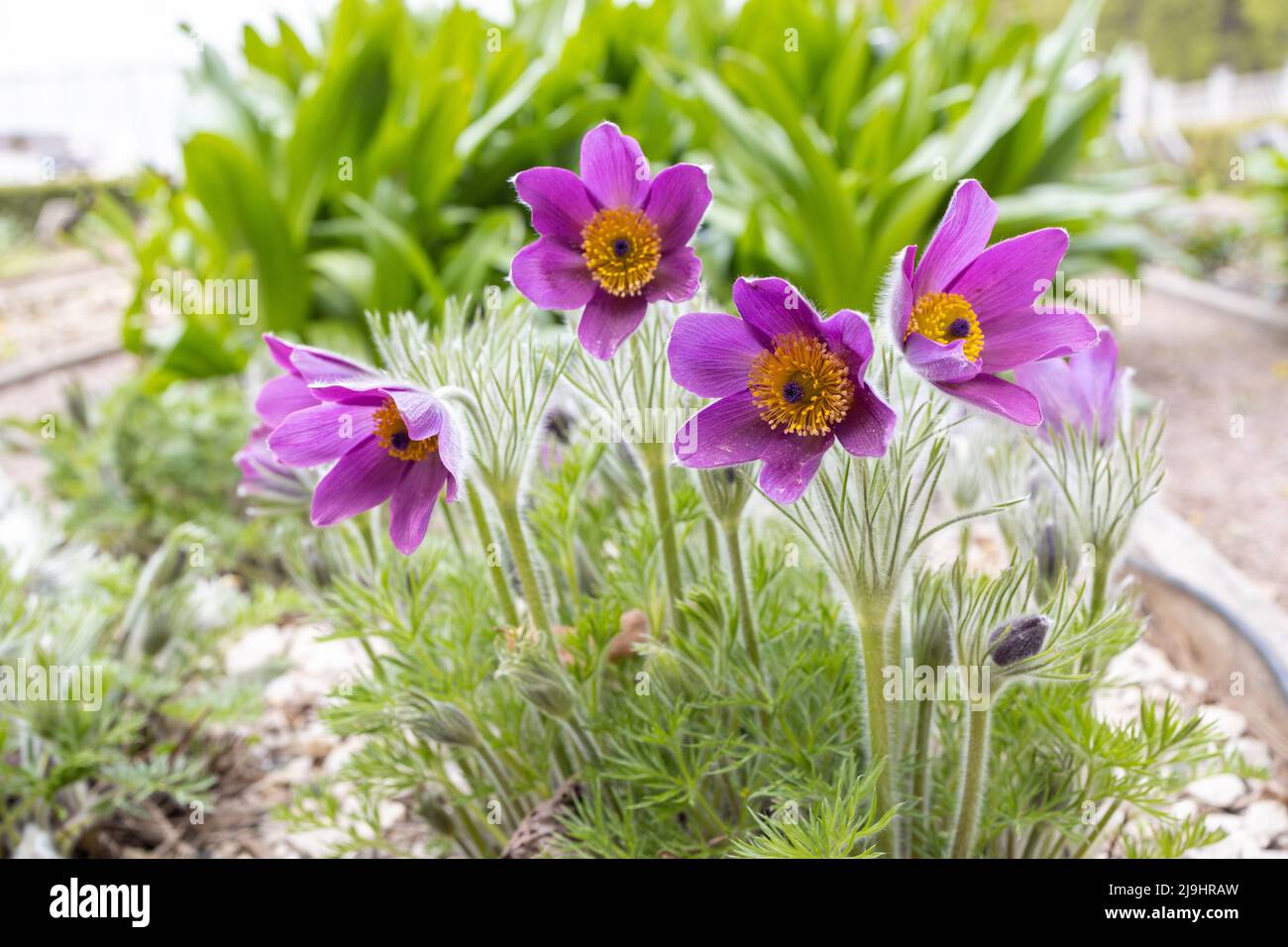 Pulsatilla patens è una specie di pianta della famiglia Ranunculaceae, originaria dell'Europa, della Russia, della Mongolia e della Cina. Foto Stock