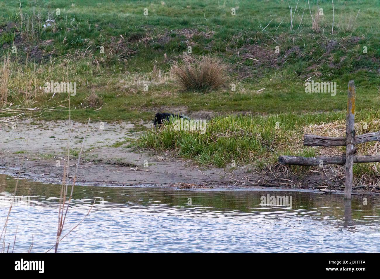 Il cane si nasconde dietro un cespuglio vicino al fiume. Fiume in un villaggio in Ucraina. Il fiume Ikva nella regione di Rivne, Ucraina Foto Stock