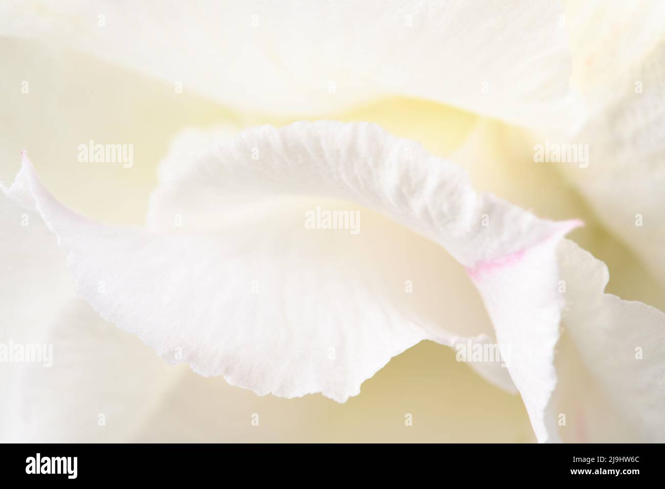 Petali di fiore bianco crema, sfondo di fiore pastello, texture morbida. Foto Stock