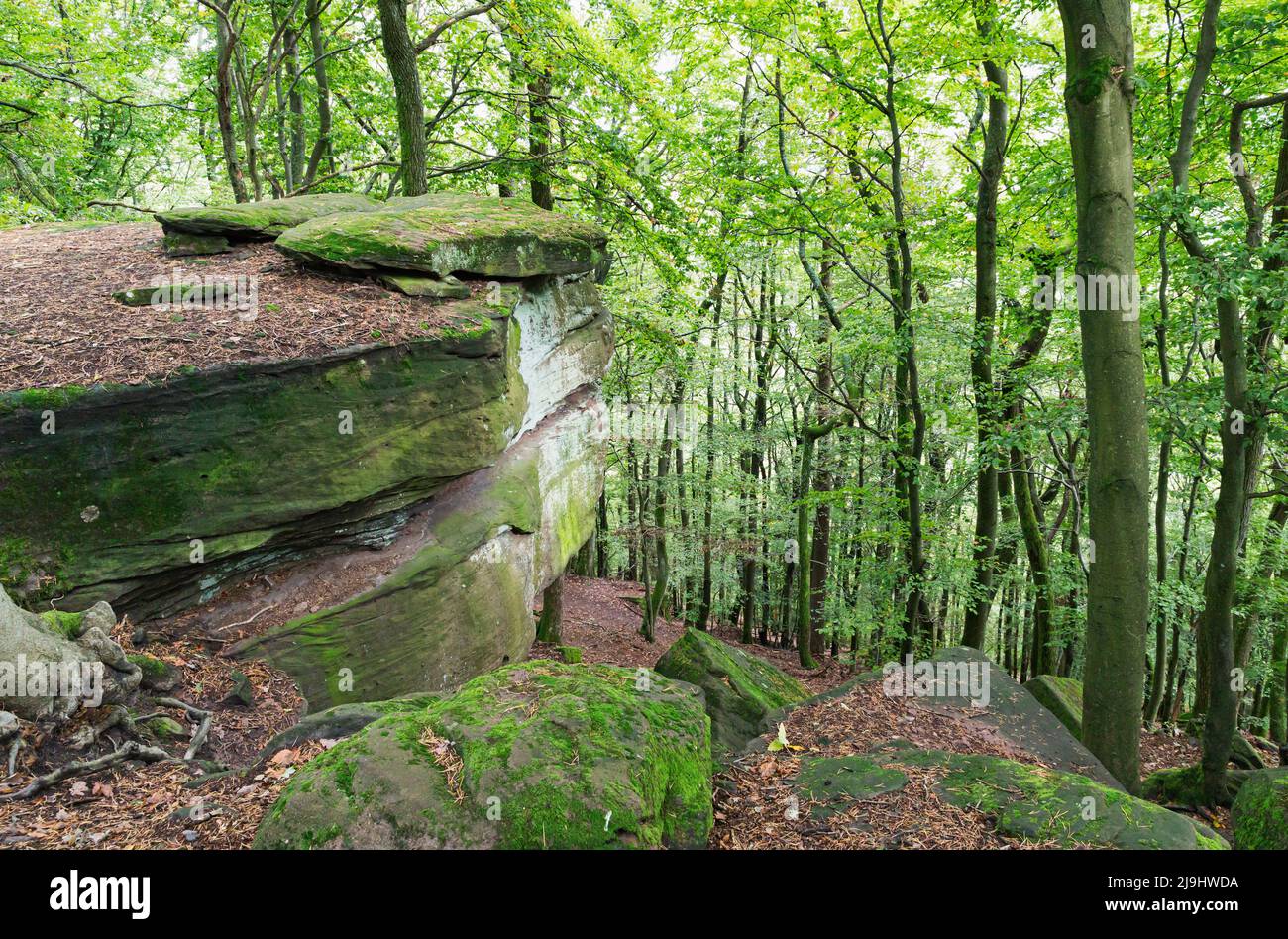 Muschio coperto rocce da alberi a Felsenmeer nella Foresta Palatinato, Germania Foto Stock