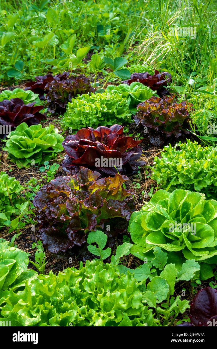 Verdure verdi e rosse a foglia in fattoria Foto Stock