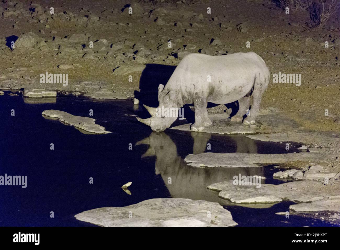 Foto del rinoceronte durante la notte in Namibia Foto Stock