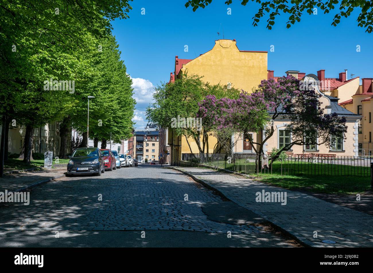Lilla comune in fiore nel giardino della casa Fröbel durante la tarda primavera visto da Södra Promenaden a Norrköping, Svezia. Foto Stock