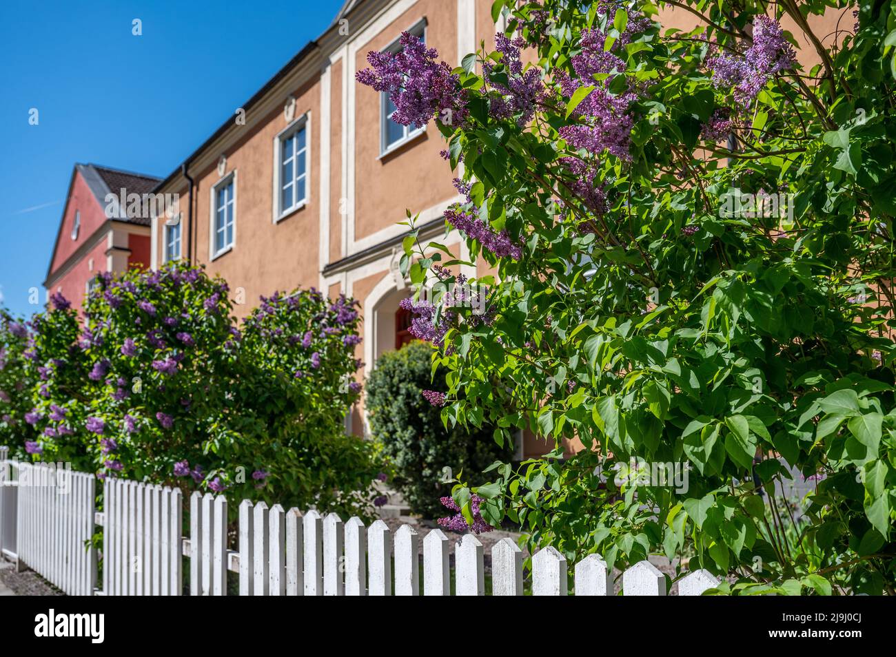 Lilac comune fioritura nel giardino delle case a Korsgatan in una giornata di sole a fine maggio 2022 a Norrköping, Svezia. Foto Stock