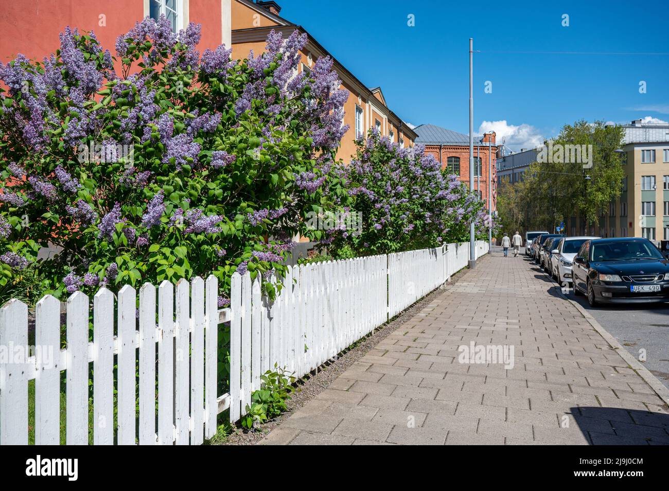 Lilac comune fioritura nel giardino delle case a Korsgatan in una giornata di sole a fine maggio 2022 a Norrköping, Svezia. Foto Stock