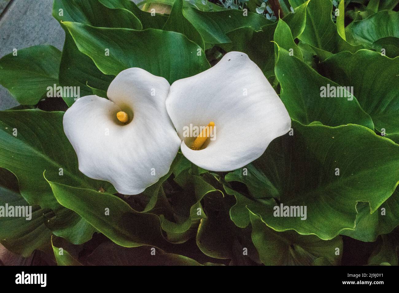Asian Lily 'Crowborough' Foto Stock