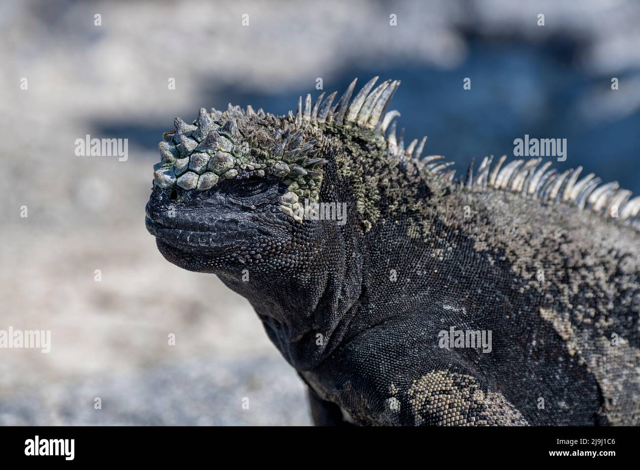 Ecuador, Galapagos, Isola di Fernandina, punto Espinosa. Iguana marina (SELVAGGIA: Amblyrhynchus cristatus cristatus) Foto Stock