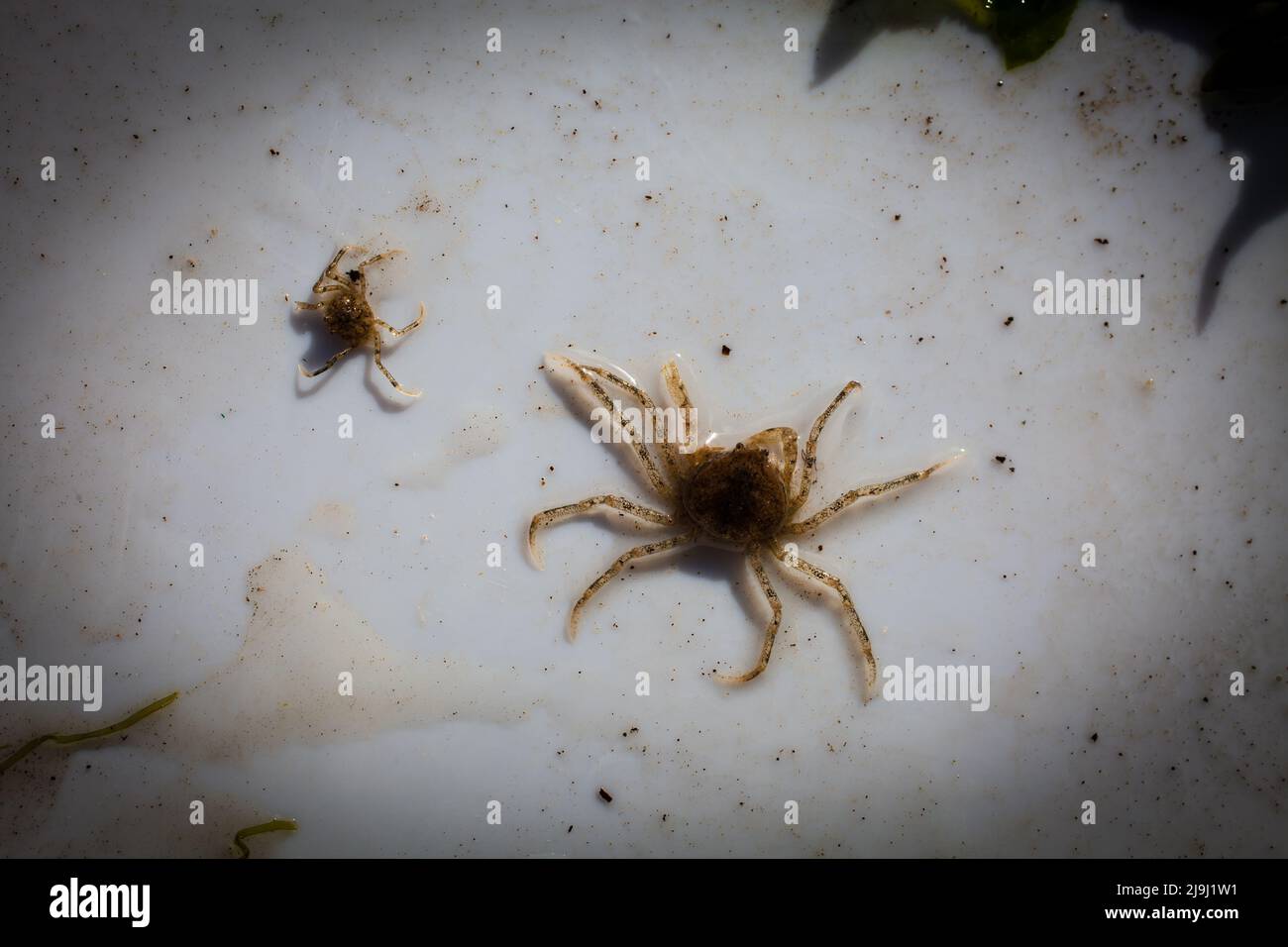 Bellissimi piccoli granchi di ragno d'acqua dolce (Amarinus lacustris) trovati in un estuario del fiume. Sono circa dito-chiodo dimensionato (1cm o meno carapace). Foto Stock