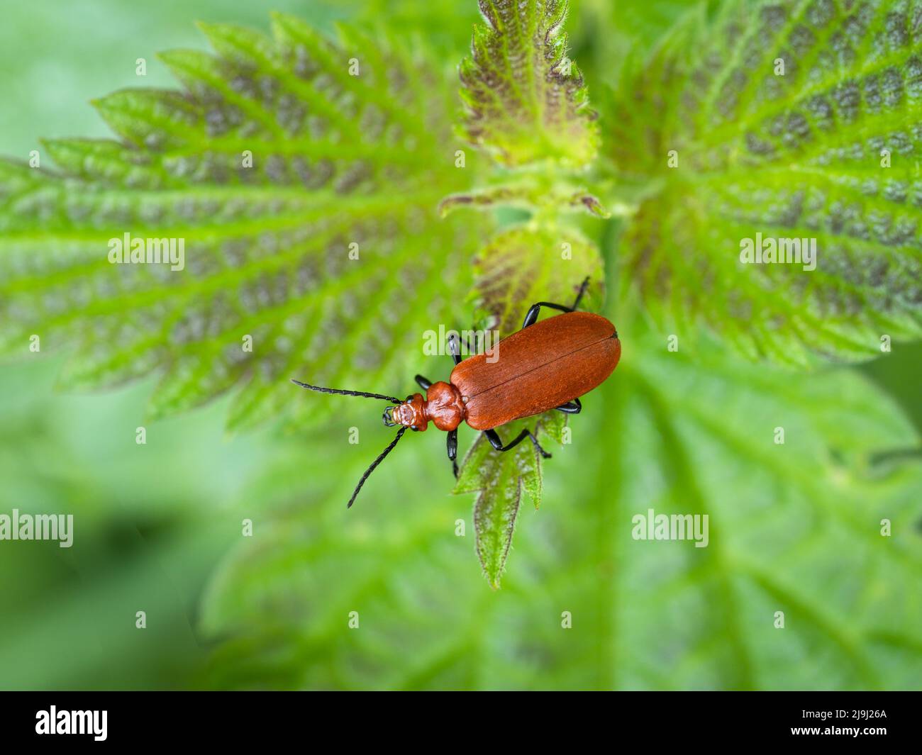 Il cardinale Beetle di testa rossa, Pyrocroa serraticornis, in foglia, Regno Unito. Foto Stock