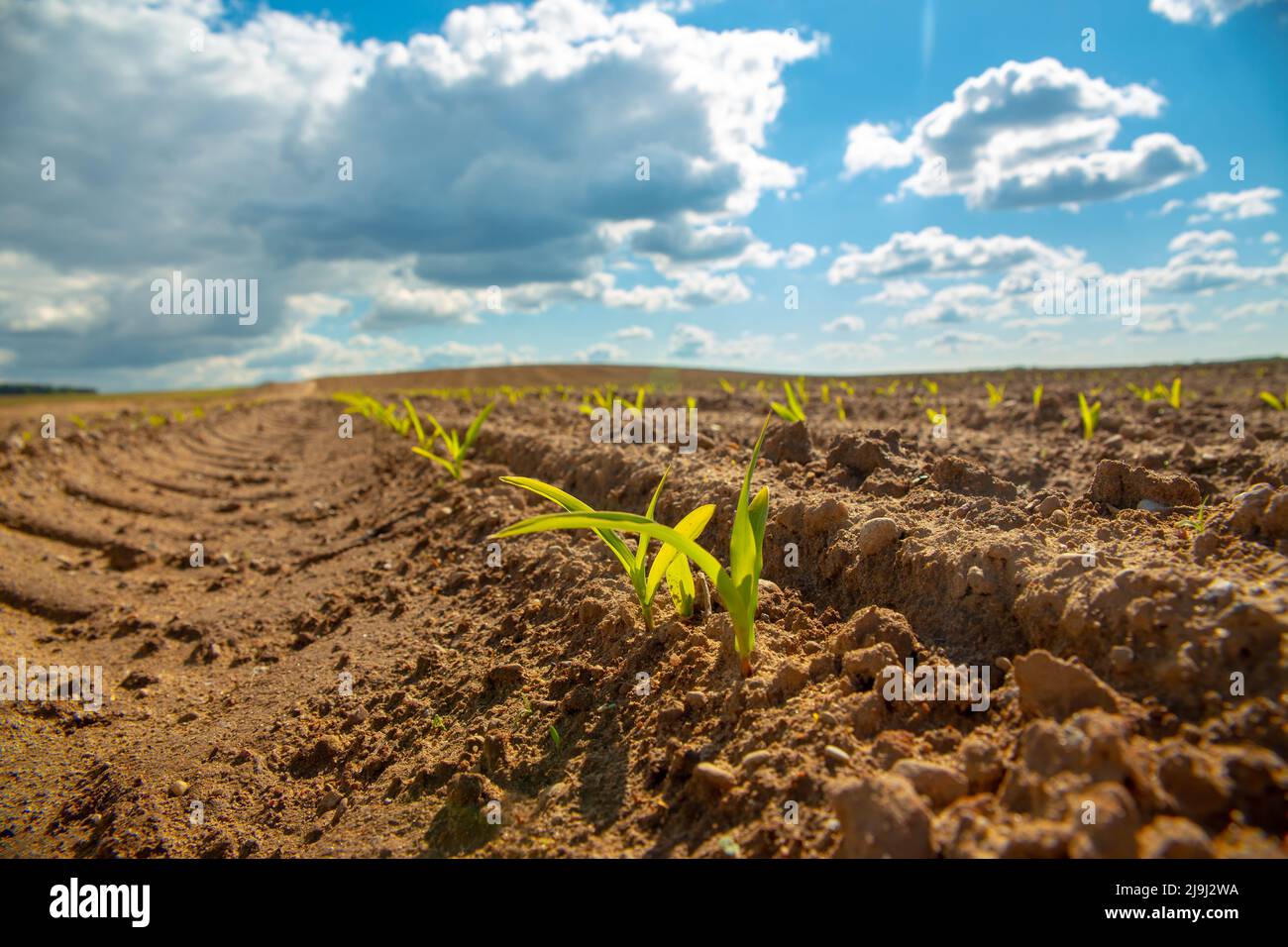 Germogli verdi freschi di mais in primavera sul campo, fuoco morbido. Coltivare giovani germogli di semi di mais verde in campo agricolo coltivato. Agri Foto Stock