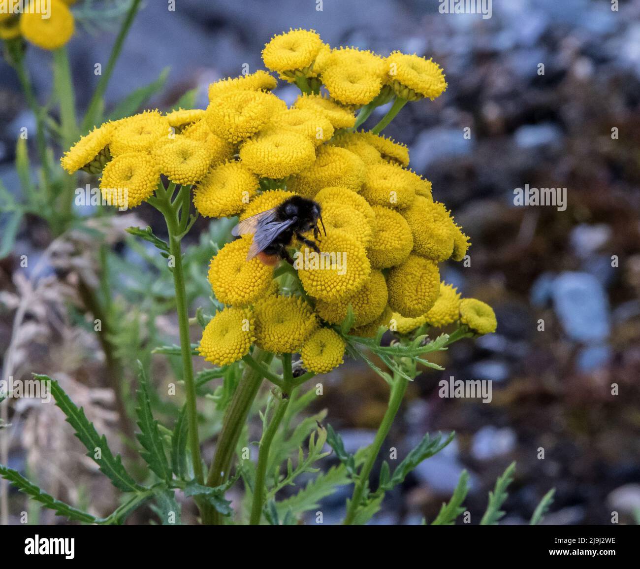 Daisys giallo Foto Stock