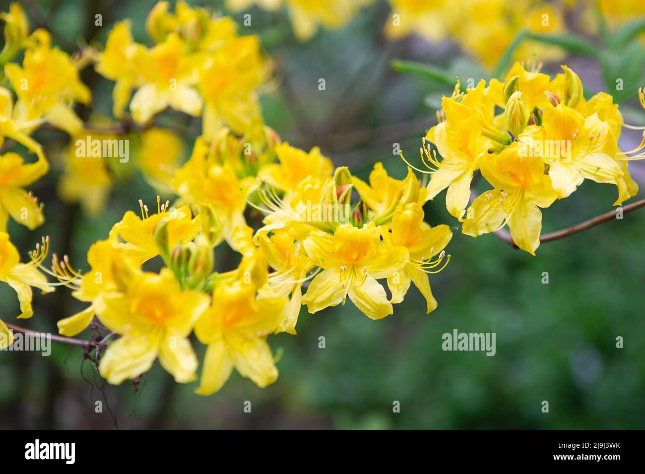 Rododendro giapponese (rododendro japonicum) nel giardino botanico. Rhodendron in fiore in primavera, internet springtime banner. Primavera floreale bac Foto Stock