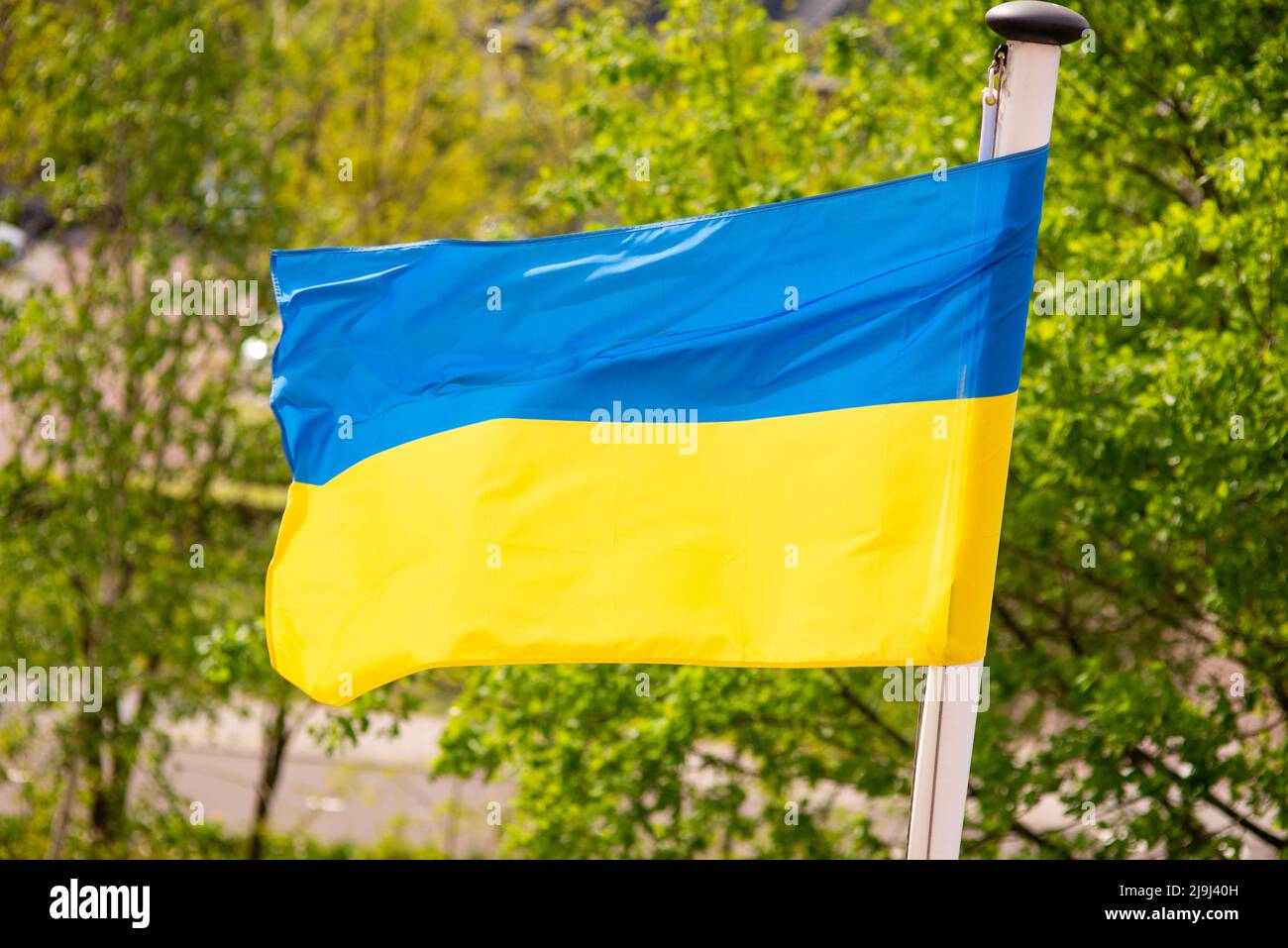 La bandiera nazionale dell'Ucraina si sviluppa nel vento sullo sfondo di una foresta verde Foto Stock