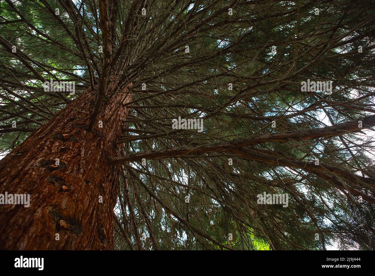 Vista dal basso fino ai rami della sequoia. Enorme sequoia Foto Stock