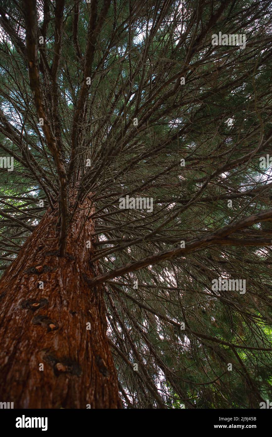 Vista dal basso fino ai rami della sequoia. Enorme sequoia Foto Stock