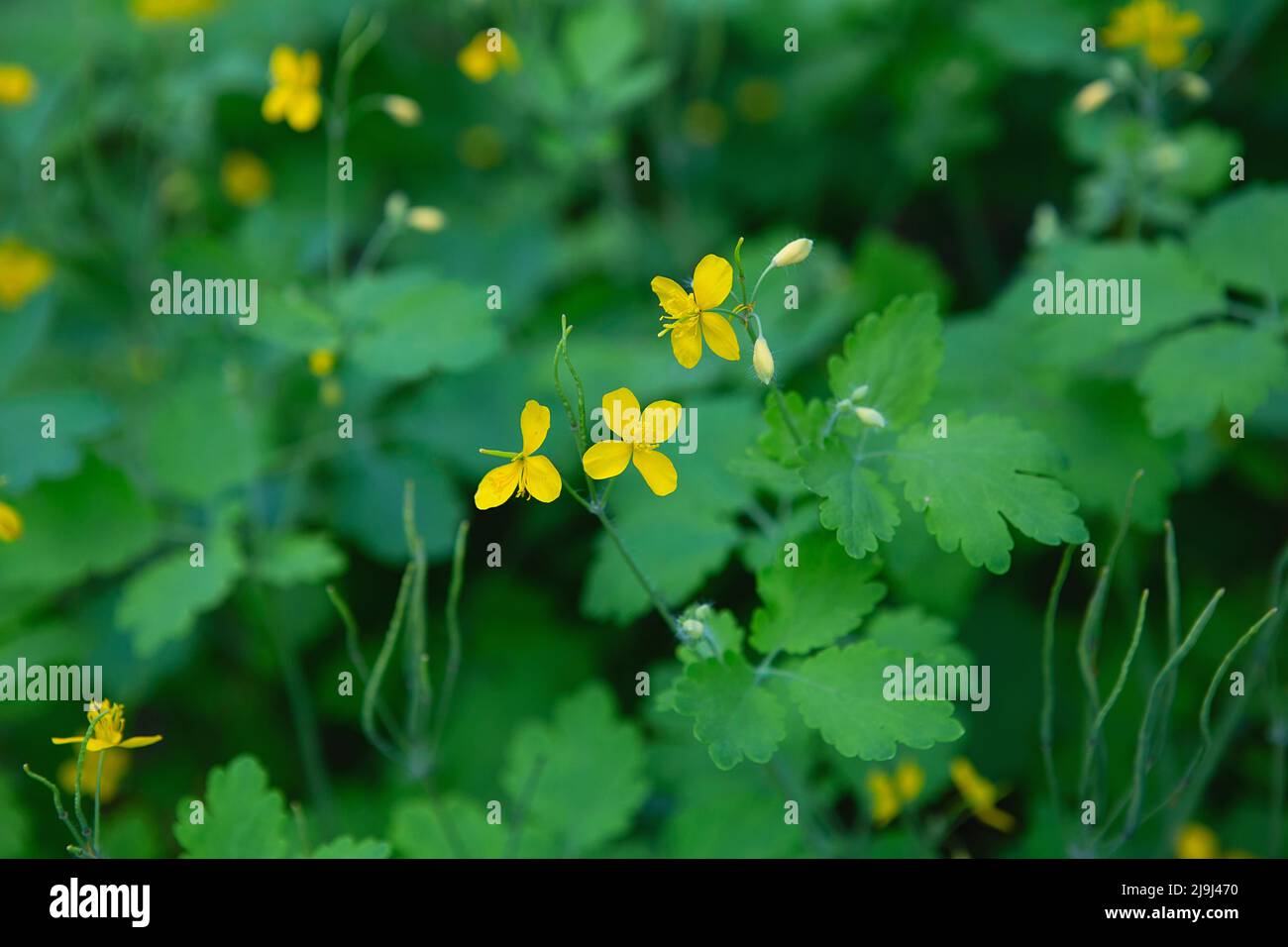 Celandine maggiore, fiori gialli selvatici, primo piano. Chelidonium majus è una pianta velenosa, fiorente, medicinale della famiglia Papaveraceae. Giallo-arancione Foto Stock