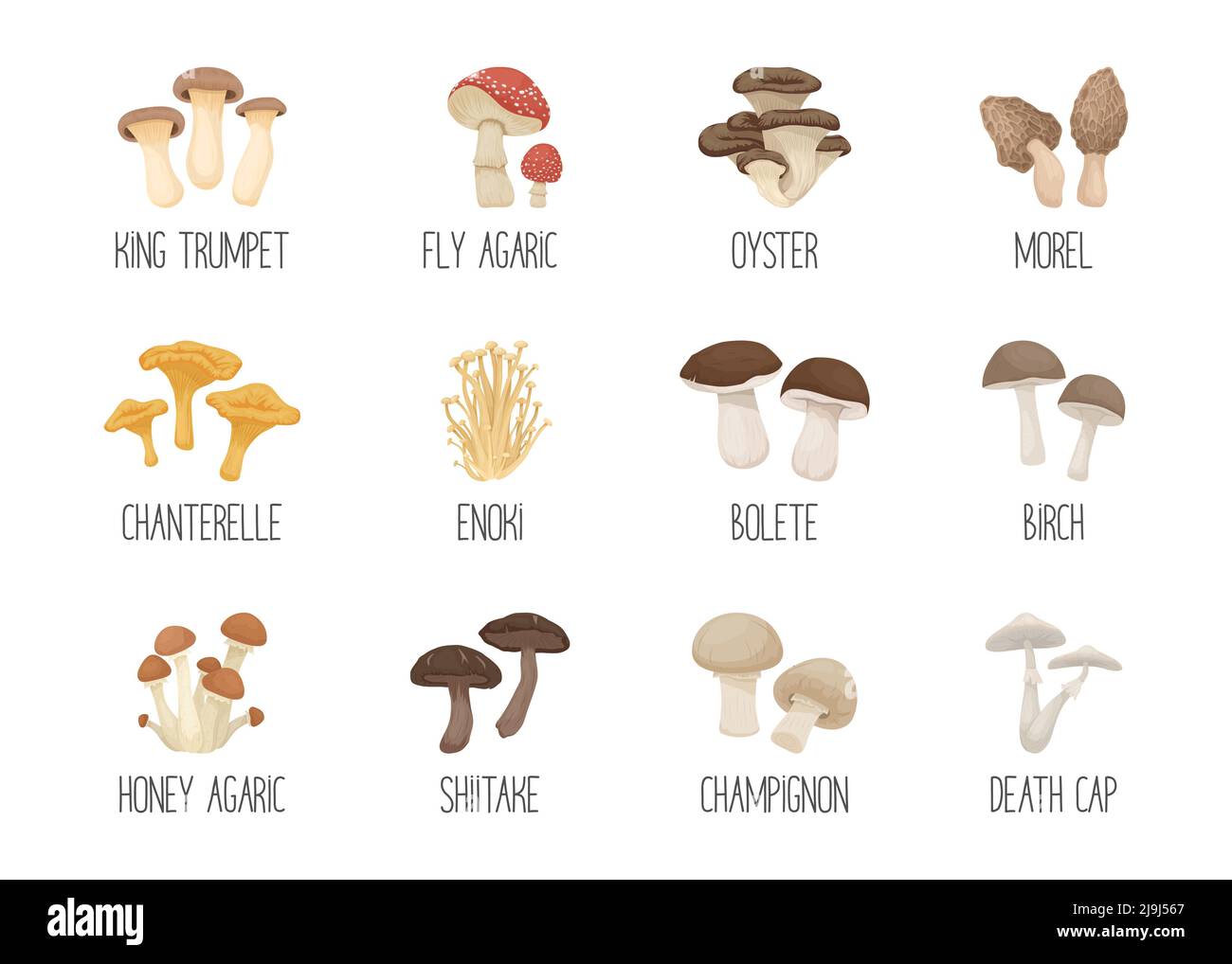 Vector funghi commestibili e velenosi Inedibili. Set di icone per funghi cartoni disegnati a mano. Funghi diversi isolati su bianco. Fly Agaric, Champignon Illustrazione Vettoriale