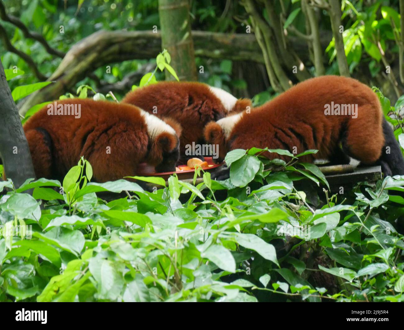 Il lemure rosso ruffato : il lemure rosso ruffato (Varecia rubra) è una delle due specie del genere Varecia, i lemuri ruffati; l'altra è il nero-e-whit Foto Stock