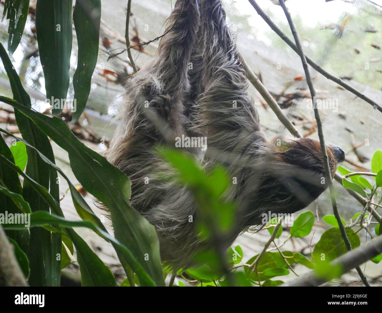 Sloth animale appeso su albero. I slots sono un gruppo di mammiferi xenartrani neotropici arborei, che costituiscono il sottordine Folivora. Notato per il loro rallentamento Foto Stock
