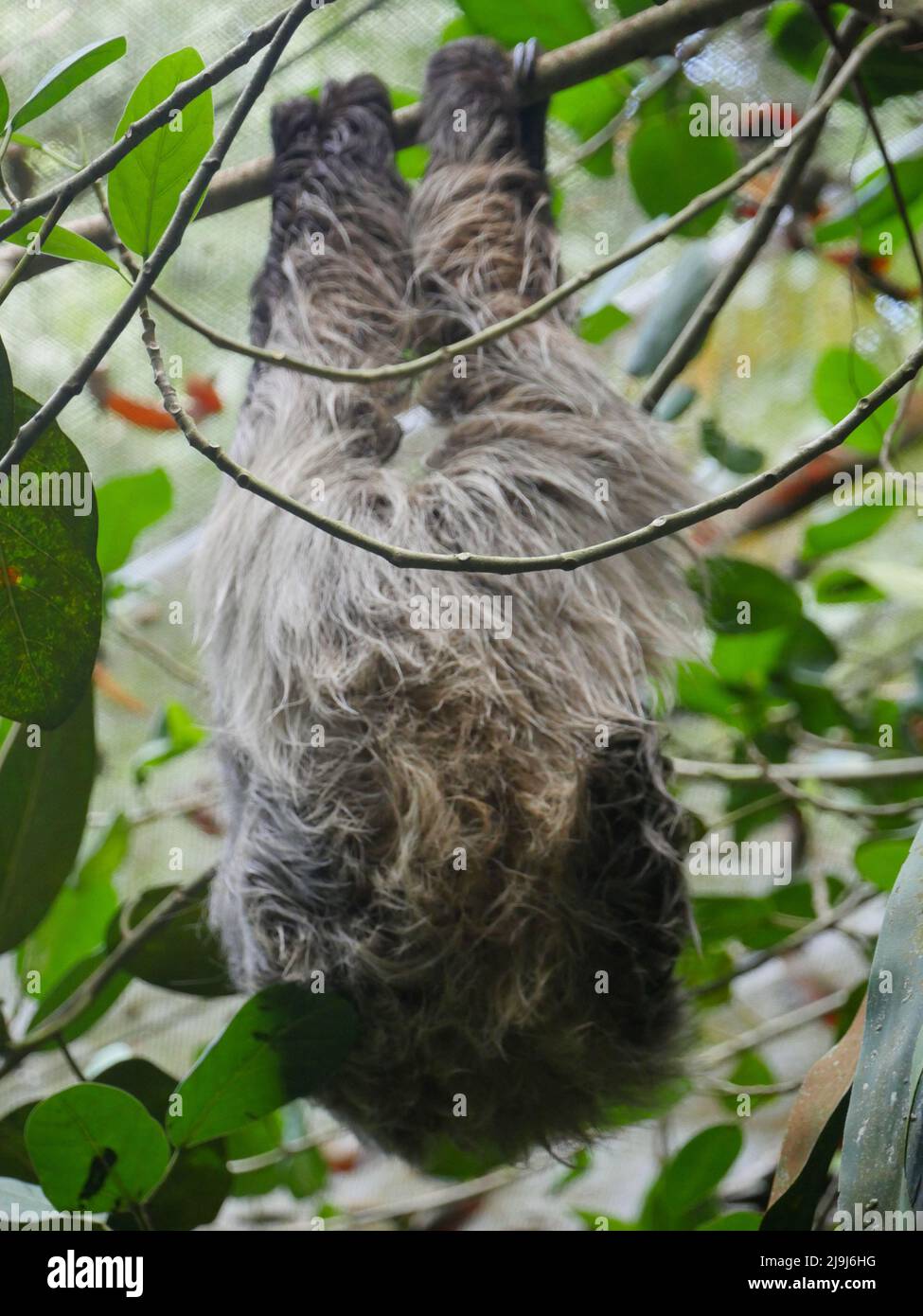 Sloth animale appeso su albero. I slots sono un gruppo di mammiferi xenartrani neotropici arborei, che costituiscono il sottordine Folivora. Notato per il loro rallentamento Foto Stock